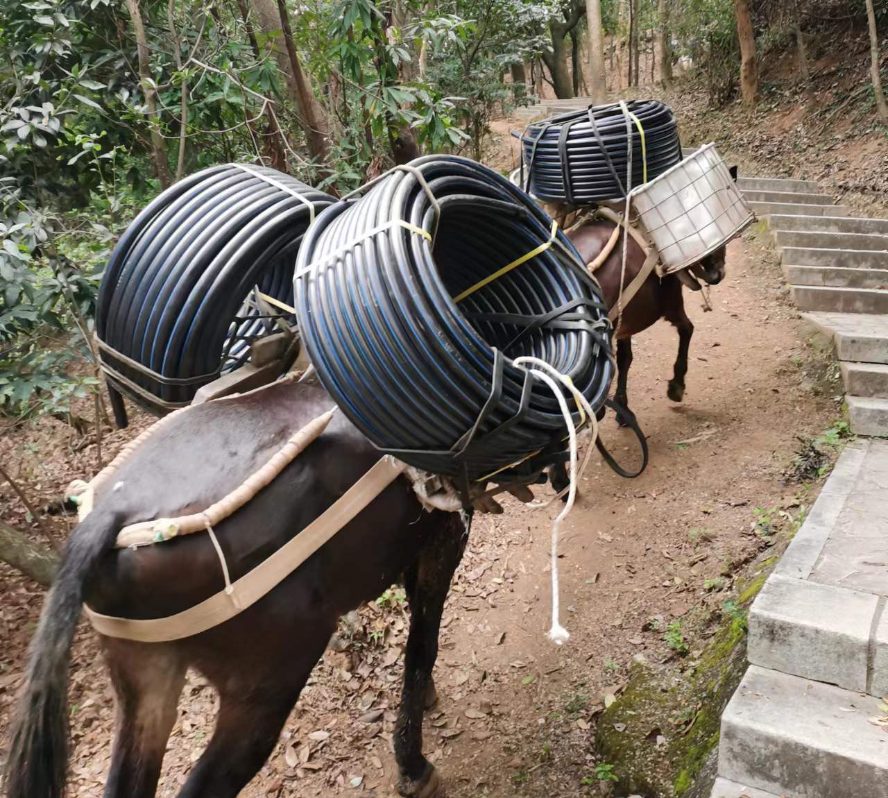 曲江区马帮运输