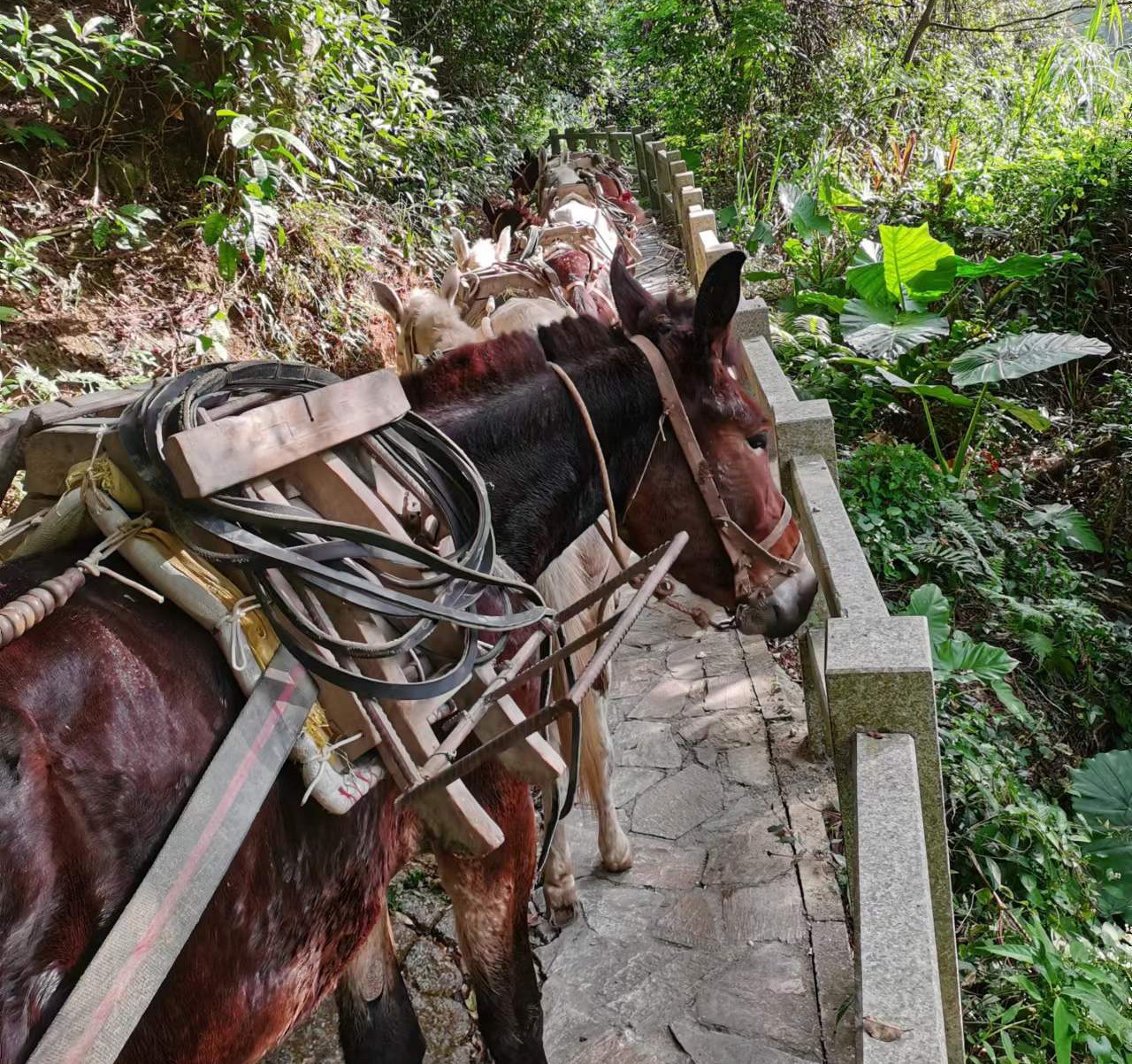 曲江区马队运输