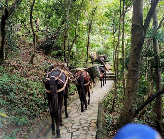 曲江区马队运输电话