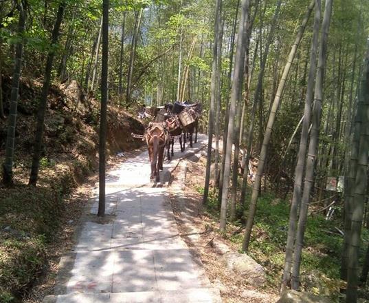 曲江区马队运输公司