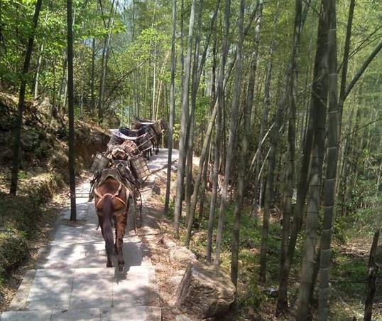 曲江区山路马队运输