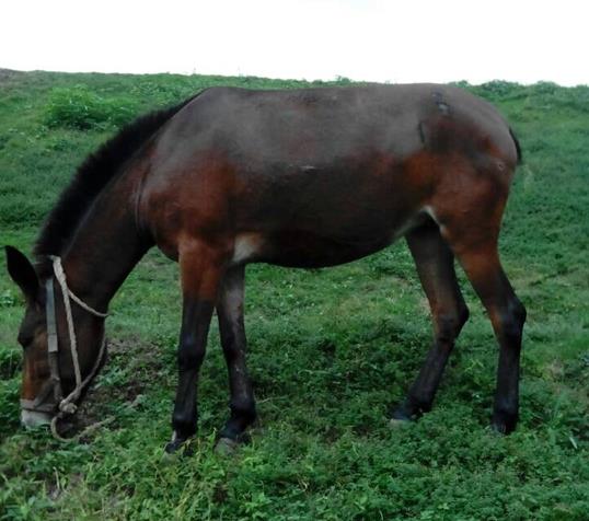 曲江区骡马搬运