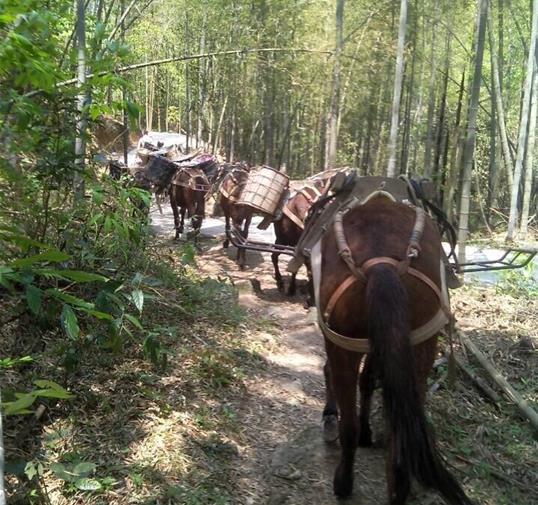 曲江区骡马运输公司