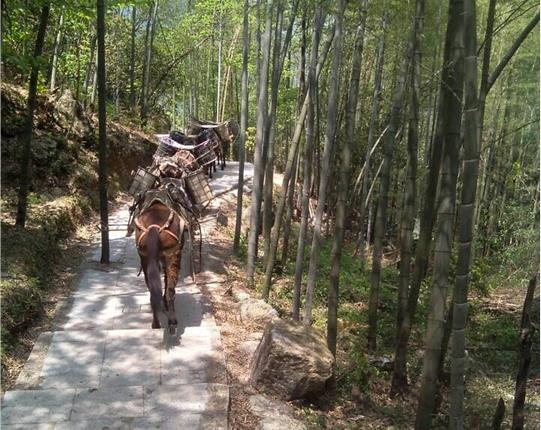 曲江区山区骡马运输