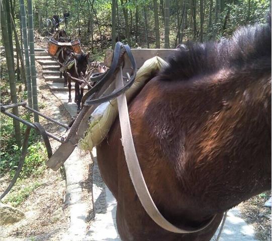 曲江区骡马队运输