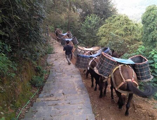 曲江区骡马运输电话