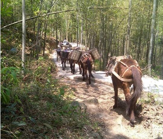 曲江区马帮运输电话