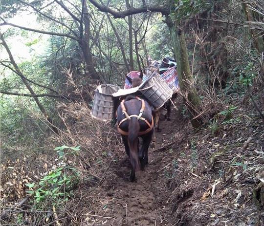 曲江区马帮运输公司