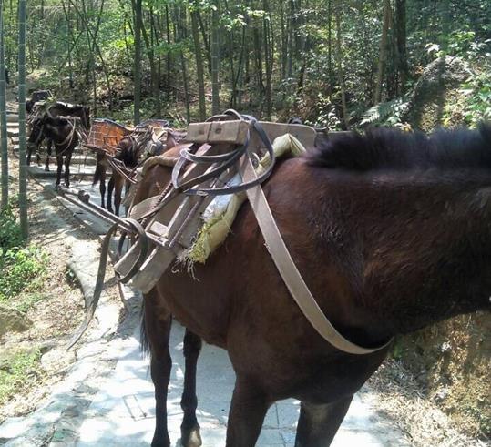 曲江区山路骡马运输