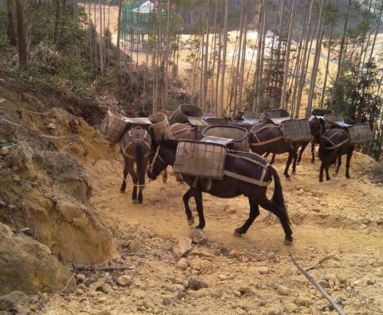 曲江区山区马队运输